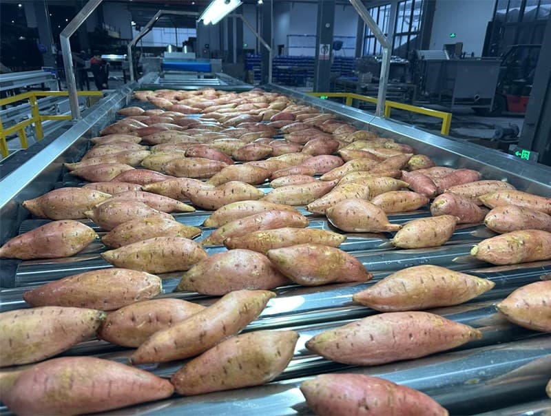 images/1704785328392Batatas norteamericanas.jpg